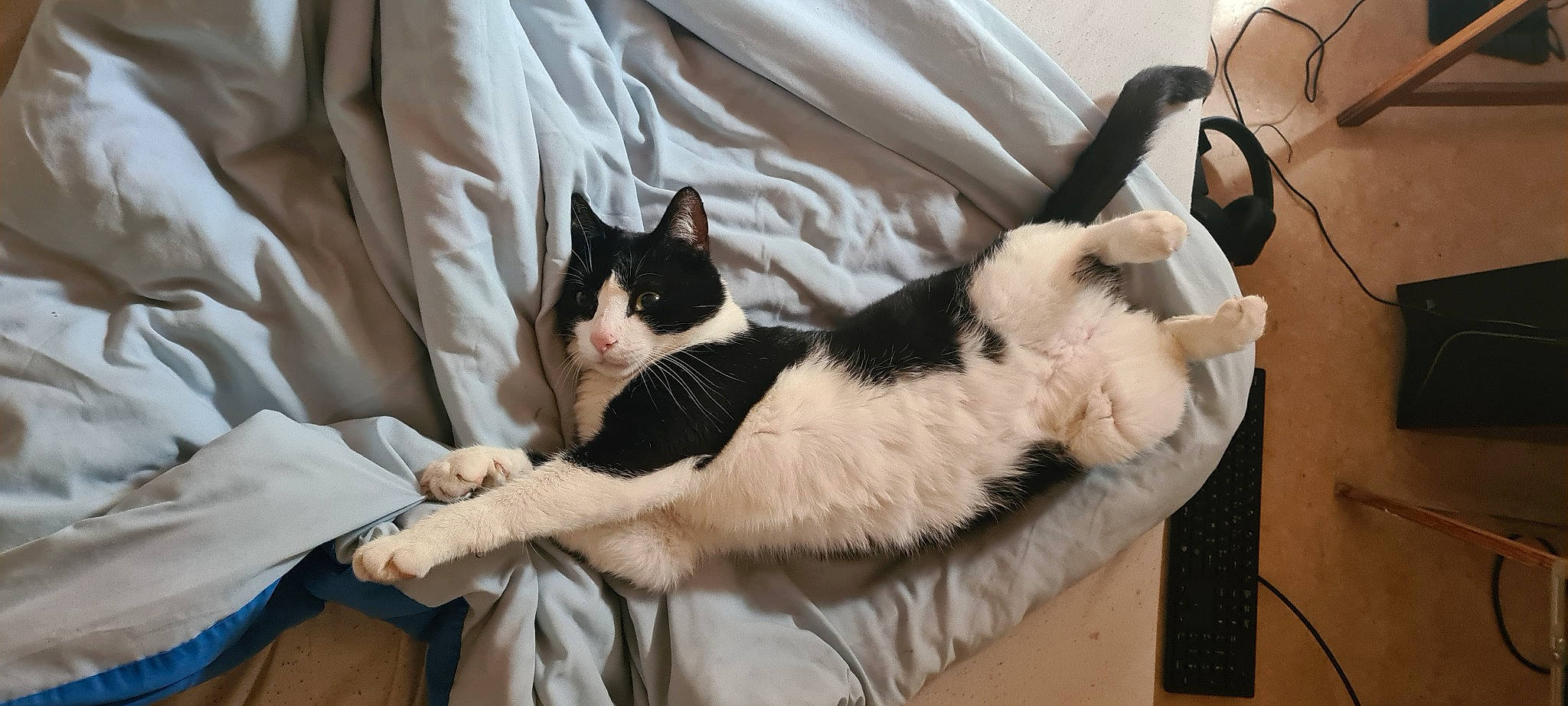 Amour a rejoint le concours — aidez-le/la à gagner de superbes lots ! bed, bedding, carnivore, cat, cat_supply, comfort, domestic_short_haired_cat, felidae, fur, lap, linens, mammal, paw, room, small_to_medium_sized_cats, snout, tail, textile, vertebrate, whiskers