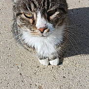 Esper is registered to the contest to win money with this photo: cat, tabby, whiskers, outdoor, sunlight, concrete, pets, animal, feline, closeup, white_paws, fur, looking_up, shadow, daylight, cute, small_animal, mammal, domestic_animal, curious