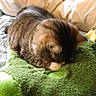 Esper is registered to the contest to win money with this photo: cat, tabby, sleeping, bed, blanket, plush_toy, green, indoor, cozy, pet, feline, resting, soft, fur, animal, cute, domestic, comfort, relaxed, toy