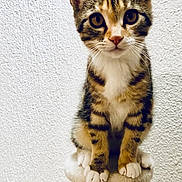 Mosaïque a rejoint le concours — aidez-le/la à gagner de superbes lots ! cat, kitten, tabby, pet, animal, scratching_post, feline, whiskers, ears, paws, indoor, cute, young, curious, sitting, brown, white, striped, fur, closeup