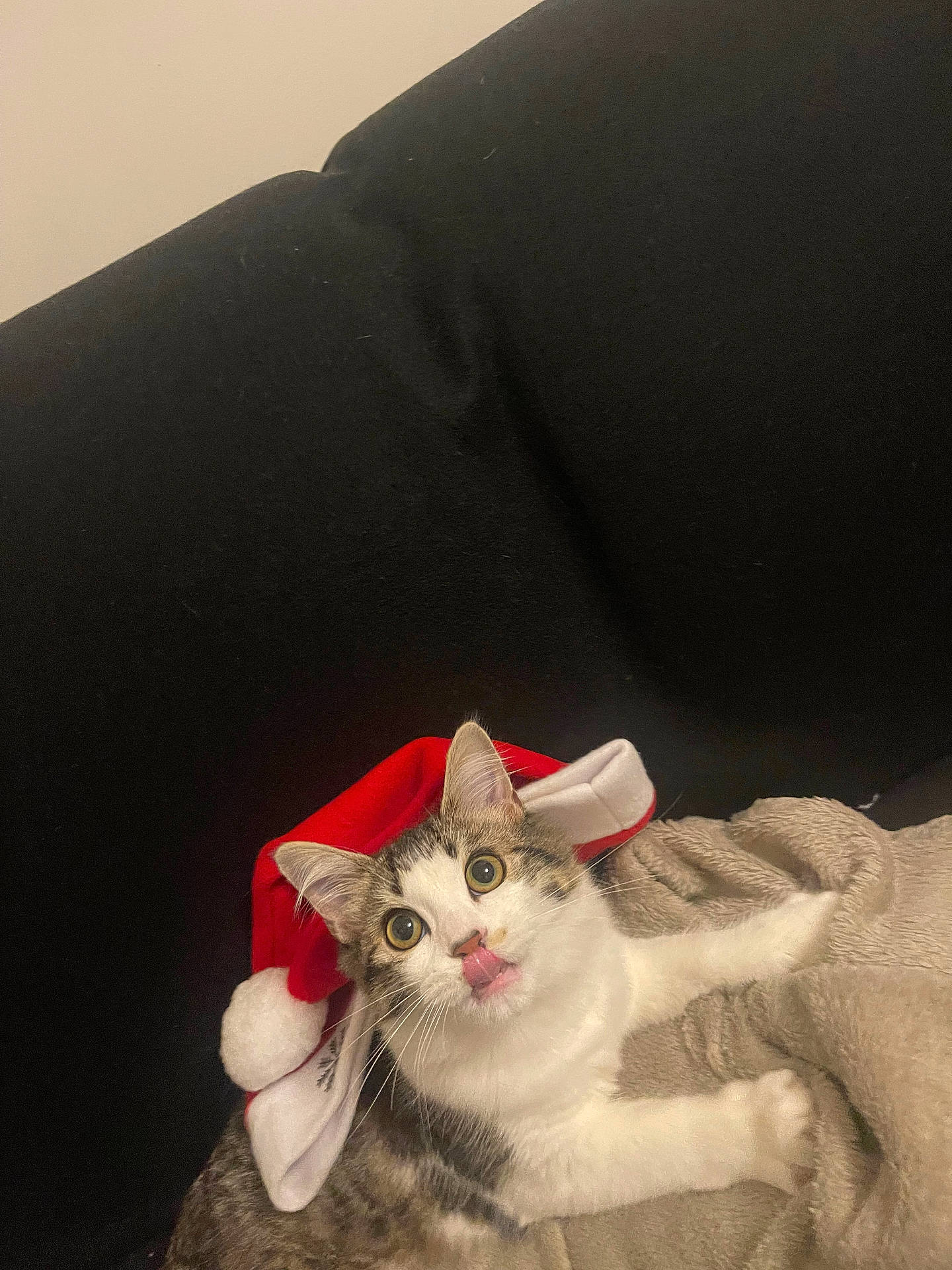 abyssinian, animal, architecture, blanket, cat, chair, couch, cushion, face, furniture, head, homedecor, indoors, kitten, linen, manx, person, pet, photography, portrait