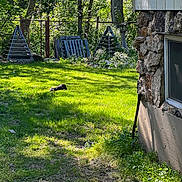 Paisley joined the competition — help win amazing prizes! dog, grass, yard, outdoor, sunlight, stone_wall, window, trees, garden, wooden_pallets, shadows, greenery, nature, pet, relaxing, daytime, fence, plants, leaves, rural