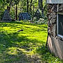 dog, grass, yard, outdoor, sunlight, stone_wall, window, trees, garden, wooden_pallets, shadows, greenery, nature, pet, relaxing, daytime, fence, plants, leaves, rural