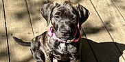 Paisley joined the competition — help win amazing prizes! puppy, dog, brindle, pink_collar, wooden_deck, sunlight, shadow, pet, animal, outdoor, sitting, cute, young, canine, fur, daylight, domestic_animal, playful, companion, pet_accessory
