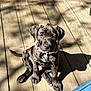 puppy, dog, brindle, pink_collar, wooden_deck, sunlight, shadow, pet, animal, outdoor, sitting, cute, young, canine, fur, daylight, domestic_animal, playful, companion, pet_accessory