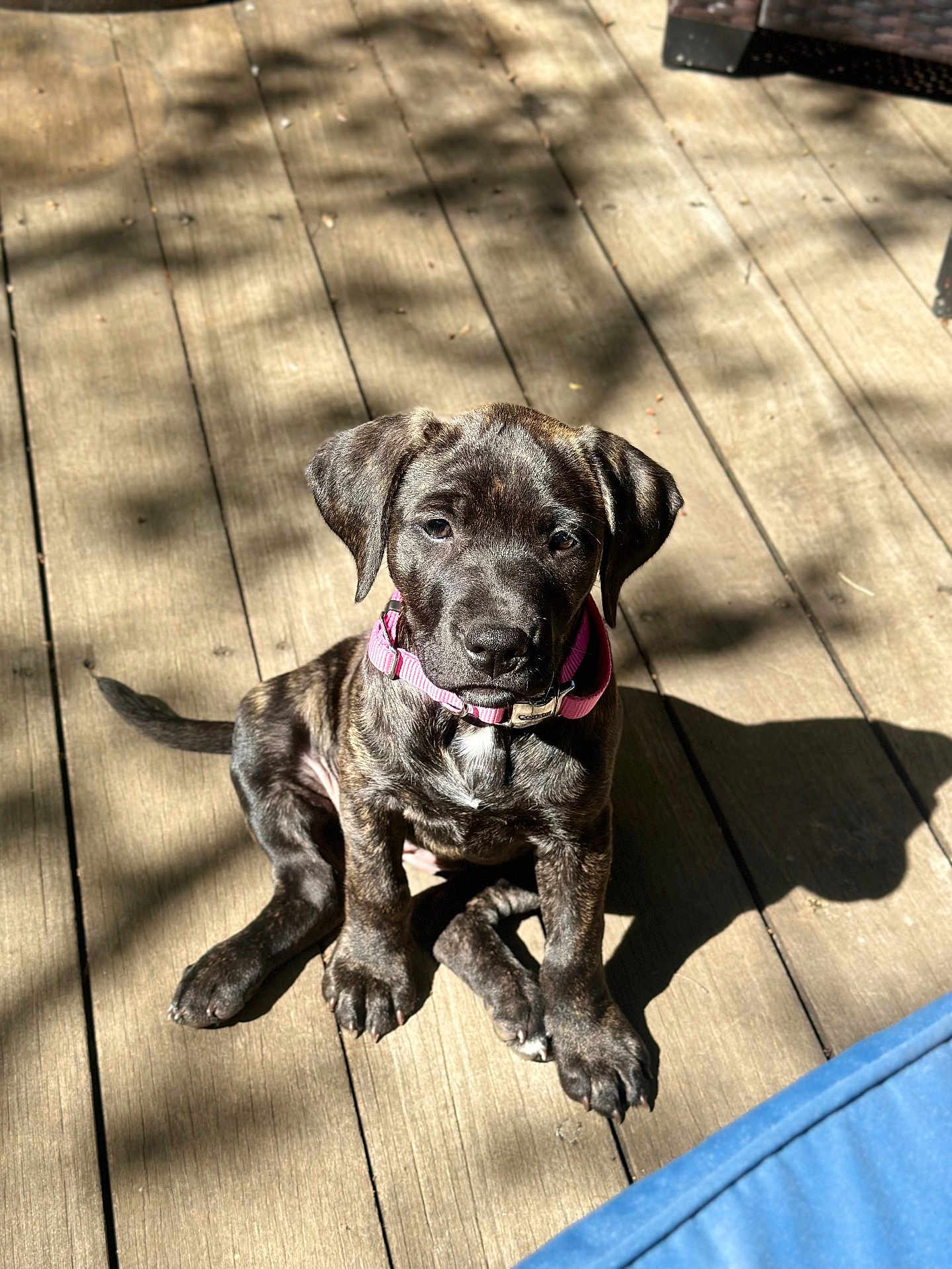 Paisley joined the competition — help win amazing prizes! puppy, dog, brindle, pink_collar, wooden_deck, sunlight, shadow, pet, animal, outdoor, sitting, cute, young, canine, fur, daylight, domestic_animal, playful, companion, pet_accessory