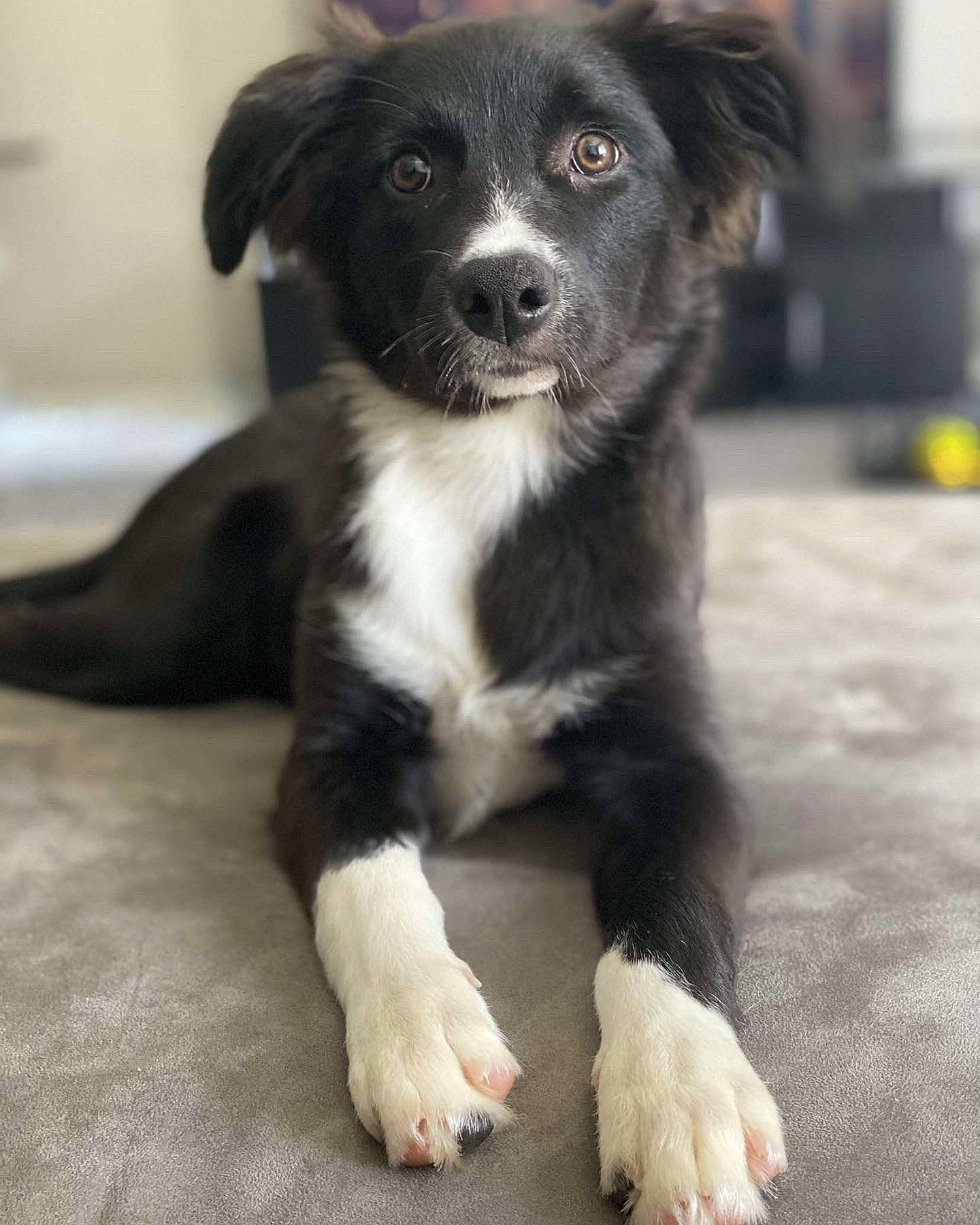 Koda joined the competition — help win amazing prizes! balance, borador, border_collie, canidae, carnivore, companion_dog, dog, dog_breed, fur, snout, sporting_group, terrestrial_animal, whiskers, working_animal, working_dog