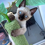 Marley participe au concours pour gagner de l'argent avec cette photo : animal, background_blur, blue_eyes, cat, climbing, closeup, curious, cute, feline, green, indoor, kitten, leaf, pet, playful, scratching_post, siamese, soft_fur, whiskers, young