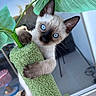 animal, background_blur, blue_eyes, cat, climbing, closeup, curious, cute, feline, green, indoor, kitten, leaf, pet, playful, scratching_post, siamese, soft_fur, whiskers, young