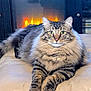 cat, tabby_cat, fluffy, pet, animal, indoor, fireplace, warmth, relaxing, feline, fur, whiskers, paws, leather_surface, cozy, domestic, mammal, striped, resting, cute