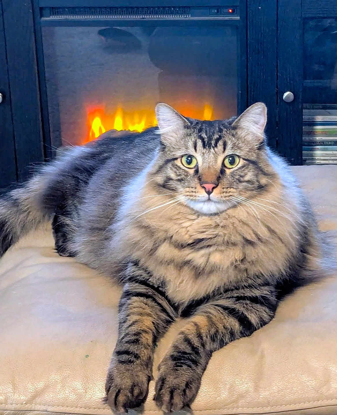 Chewy