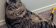 Chewy joined the competition — help win amazing prizes! cat, tabby, feline, carpet, slippers, cable, wall, toy, indoor, pet, fur, whiskers, ear, paw, relaxed, curious, floor, cozy, domestic, resting