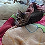 Chewy is registered to the contest to win money with this photo: kitten, cat, dog, blanket, bed, indoor, pet, animal, furry, resting, cozy, curious, tabby, white_dog, collar, soft, comfort, sleepy, fur, companions