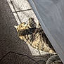 Chewy joined the competition — help win amazing prizes! cat, tabby, fluffy, carpet, sunlight, shadow, indoor, pet, relaxing, resting, sleeping, feline, curtain, bedspread, cozy, animal, fur, striped, sunbeam, home
