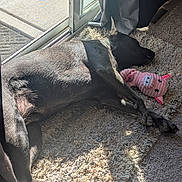 Litia is registered to the contest to win money with this photo: dog, black_dog, sleeping, plush_toy, pink_toy, pig_toy, carpet, rug, sunlight, indoor, sliding_door, curtain, relaxed, pet, animal, cozy, resting, paw, nose, floor