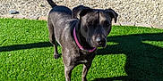 Litia is registered to the contest to win money with this photo: dog, black_dog, collar, outdoor, sunlight, grass, artificial_turf, fence, shadow, pet, animal, alert, standing, gravel, yard, daytime, canine, pink_collar, nature, backyard
