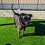 dog, black_dog, collar, outdoor, sunlight, grass, artificial_turf, fence, shadow, pet, animal, alert, standing, gravel, yard, daytime, canine, pink_collar, nature, backyard