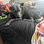 dog, bed, blanket, plush_toy, indoor, resting, gray_dog, furniture, soft_toy, comfort, relaxation, animal, pet, cozy, carpet, pillow, footwear, colorful_blanket, quiet, home