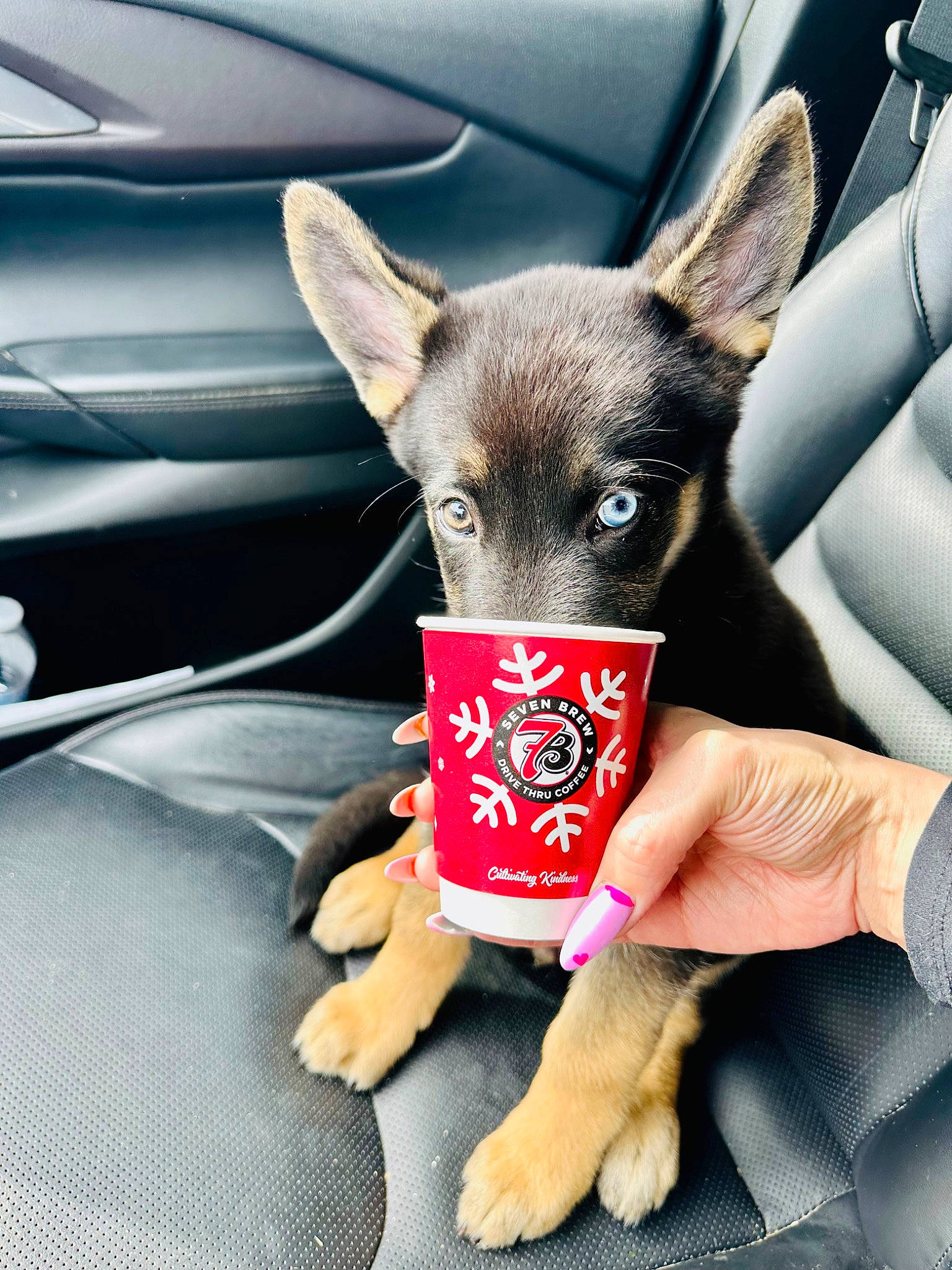 Rocky Balboa joined the competition — help win amazing prizes! canidae, carmine, carnivore, companion_dog, cup, dog, dog_breed, drinkware, fawn, foot, fur, human_leg, paw, snout, terrestrial_animal, toy_dog, whiskers, windshield, working_animal, wrist