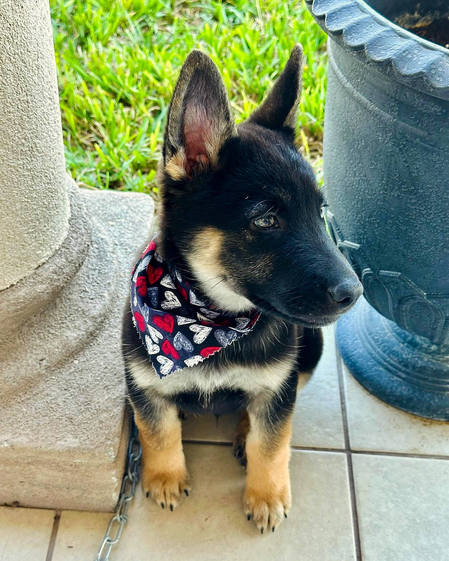 Rocky Balboa joined the competition — help win amazing prizes! canidae, carnivore, collar, companion_dog, dog, dog_breed, dog_collar, dog_supply, east_european_shepherd, fawn, fur, grass, herding_dog, pet_supply, plant, snout, sporting_group, whiskers, working_animal, working_dog