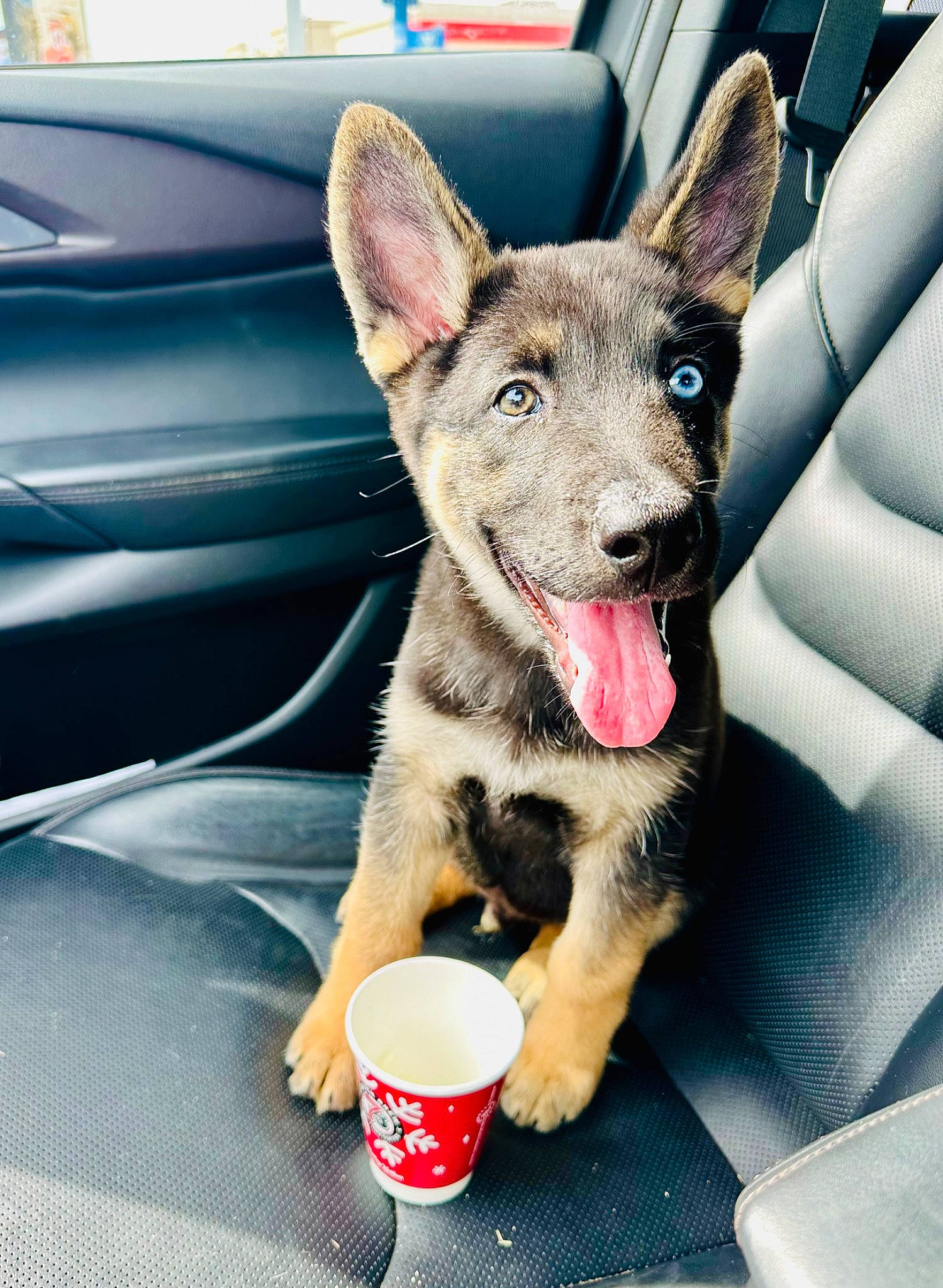 Rocky Balboa is registered to the contest to win money with this photo: automotive_exterior, carnivore, collar, companion_dog, cup, dog, dog_breed, dog_collar, dog_supply, drinkware, herding_dog, paw, sitting, snout, soft_drink, sporting_group, vehicle, vehicle_door, windshield, working_animal