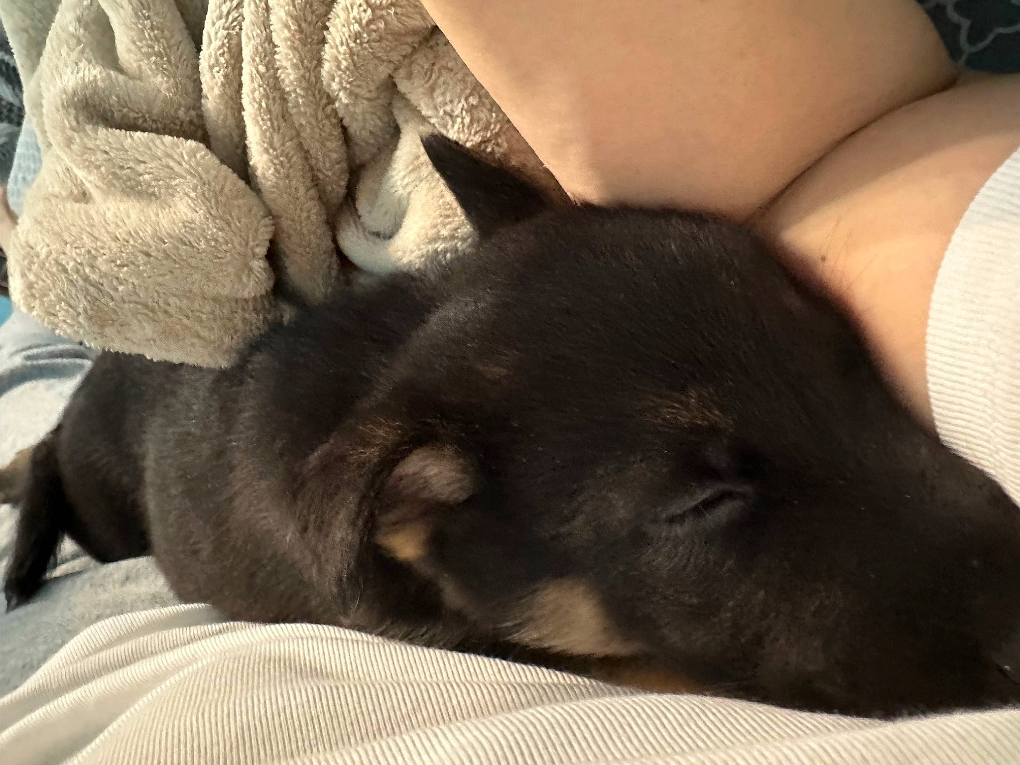 Rocky Balboa joined the competition — help win amazing prizes! canidae, carnivore, cloud, comfort, companion_dog, couch, dog, dog_breed, elbow, fur, guard_dog, human_leg, linens, paw, sporting_group, tail, thigh, toy_dog, whiskers, working_animal