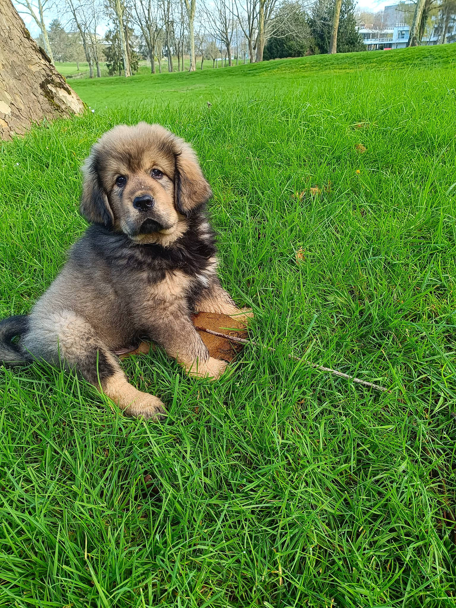 Veikko a rejoint le concours — aidez-le/la à gagner de superbes lots ! canidae, carnivore, companion_dog, dog, dog_breed, fawn, fur, grass, grassland, groundcover, plant, puppy, sky, snout, soil, sporting_group, tail, terrestrial_animal, tree, working_animal