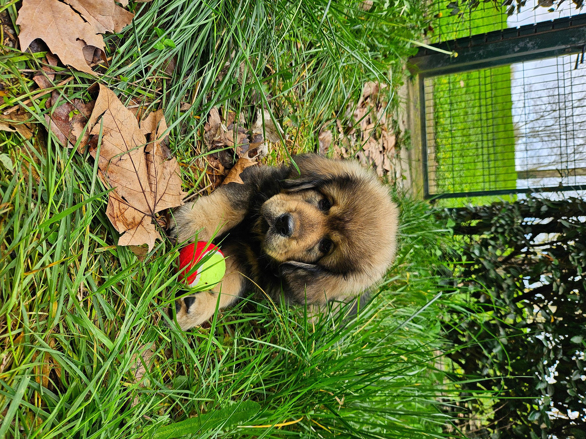 Veikko a rejoint le concours — aidez-le/la à gagner de superbes lots ! bear, canidae, carnivore, chain_link_fencing, dog_breed, fawn, fence, fur, grass, marsupial, mesh, plant, snout, sporting_group, terrestrial_animal, virginia_opossum, wildlife, wire_fencing