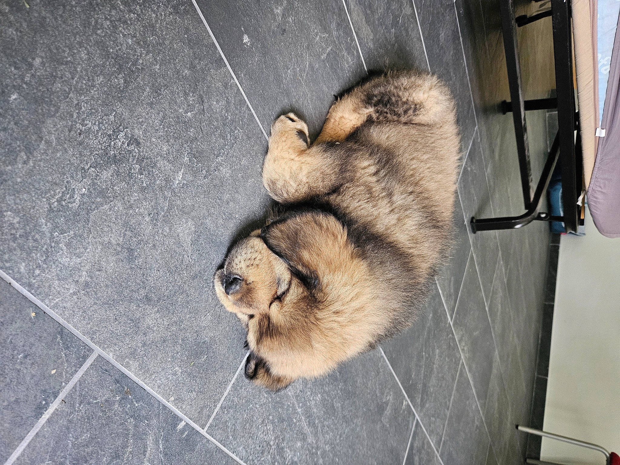 Veikko a rejoint le concours — aidez-le/la à gagner de superbes lots ! asphalt, canidae, carnivore, claw, concrete, dog, dog_breed, fawn, felidae, flooring, fur, gas, road_surface, sidewalk, small_to_medium_sized_cats, snout, tail, terrestrial_animal, whiskers, wildlife