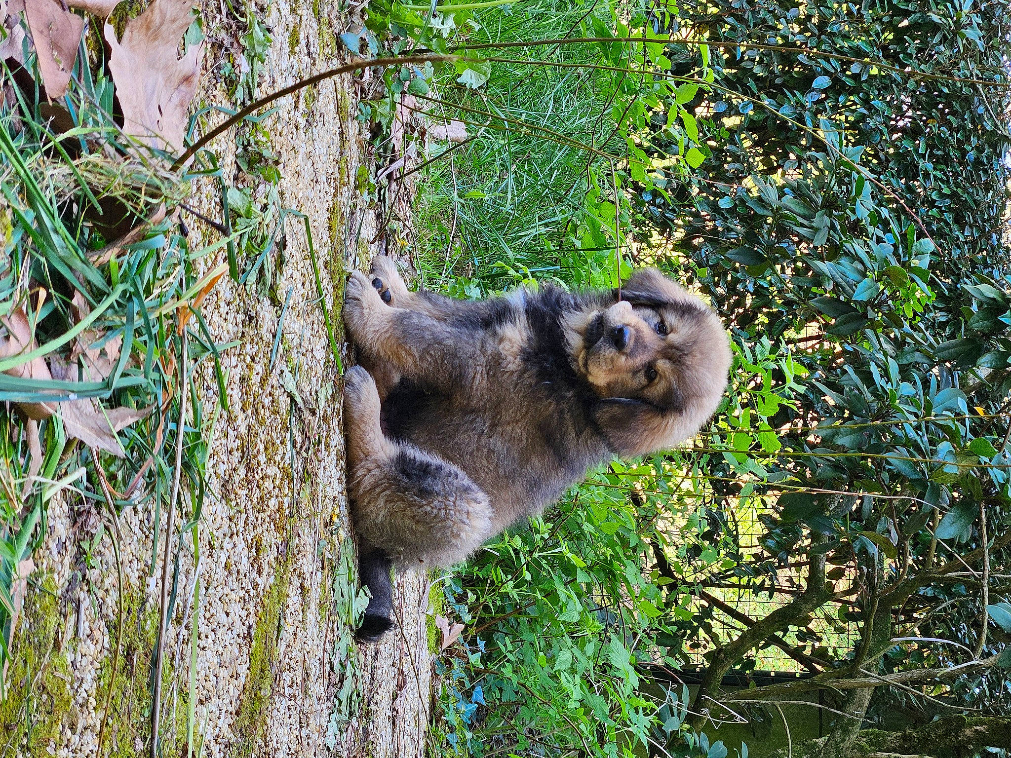 Veikko participe au concours pour gagner de l'argent avec cette photo : fawn, forest, fur, grass, jungle, marsupial, meerkat, plant, procyonidae, sloth, snout, tail, terrestrial_animal, three_toed_sloth, tree, trunk, twig, two_toed_sloth, wildlife, wood