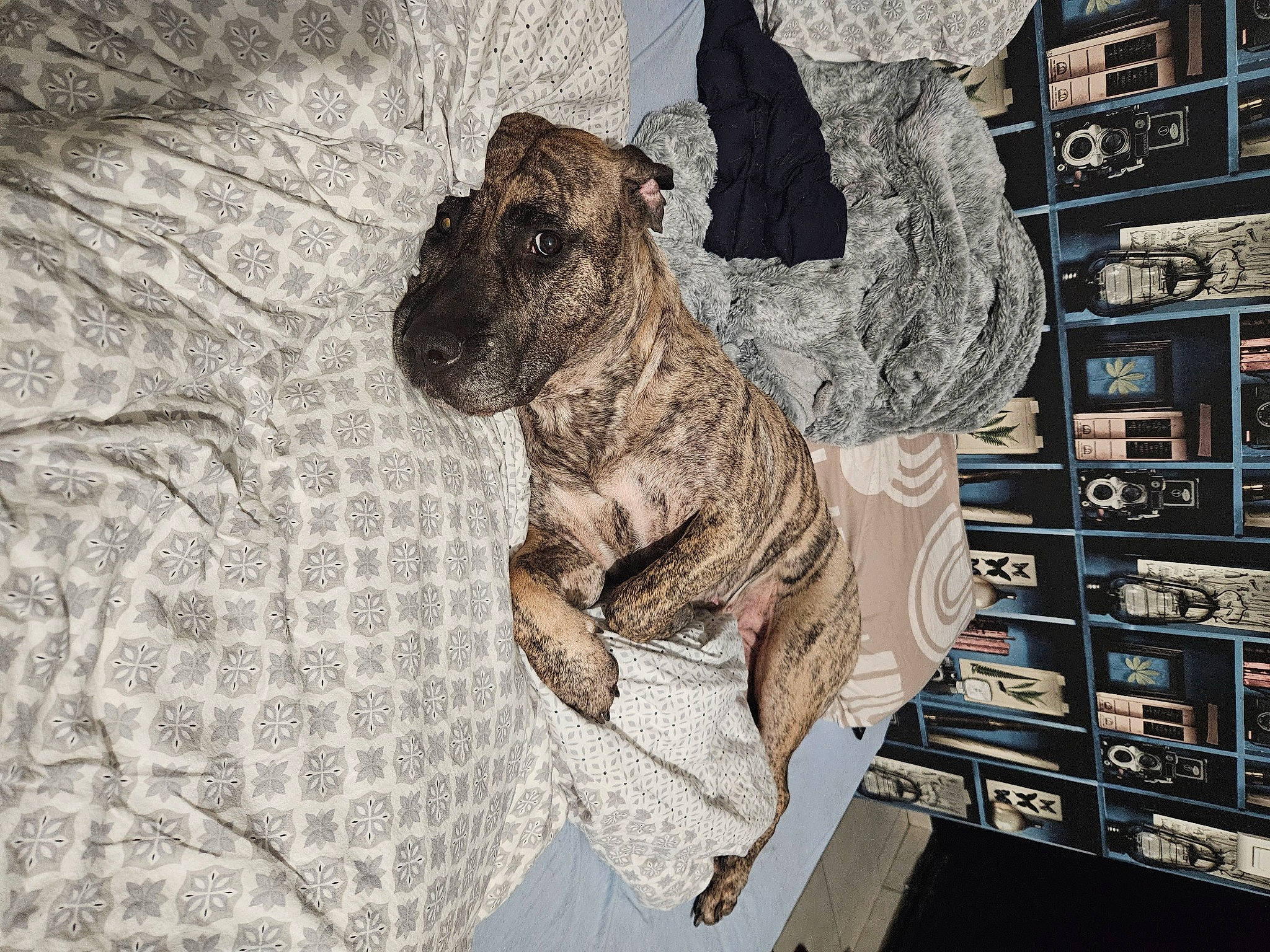 Oyka a rejoint le concours — aidez-le/la à gagner de superbes lots ! art, big_cats, carnivore, companion_dog, dog, dog_breed, fawn, felidae, fur, grey, painting, pattern, small_to_medium_sized_cats, snout, sporting_group, tail, terrestrial_animal, whiskers, wood, working_animal