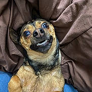 Kiwi joined the competition — help win amazing prizes! dog, pet, smiling, brown_blanket, fur, cute, animal, lying_down, wide_eyes, teeth, close_up, indoor, cozy, canine, playful, small_dog, paw, expression, resting, relaxed