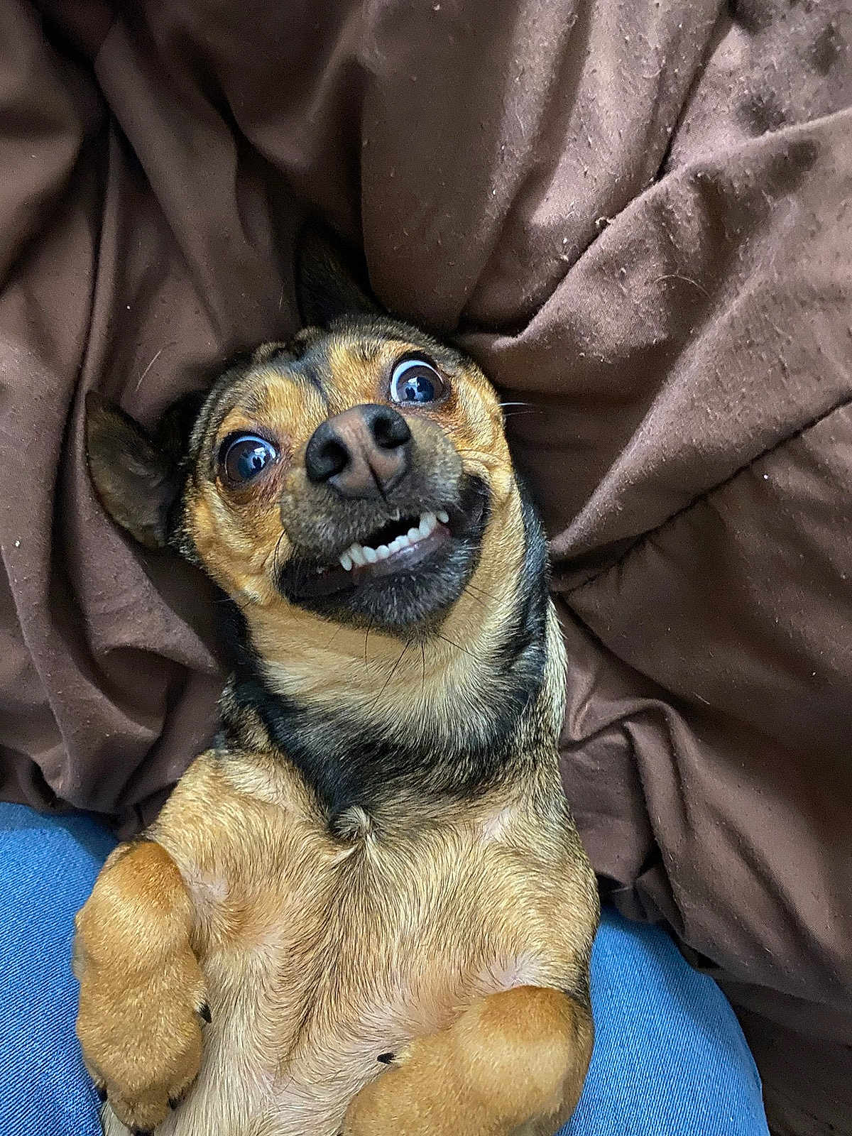 Kiwi joined the competition — help win amazing prizes! dog, pet, smiling, brown_blanket, fur, cute, animal, lying_down, wide_eyes, teeth, close_up, indoor, cozy, canine, playful, small_dog, paw, expression, resting, relaxed