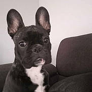 Aglaé participe au concours pour gagner de l'argent avec cette photo : dog, french_bulldog, puppy, black_and_white, ears, pet, indoor, couch, furniture, animal, canine, face, portrait, sitting, looking, domestic, house, companion, young, cute