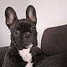 dog, french_bulldog, puppy, black_and_white, ears, pet, indoor, couch, furniture, animal, canine, face, portrait, sitting, looking, domestic, house, companion, young, cute
