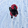 dog, french_bulldog, red_jacket, snow, winter, outdoors, pet, animal, canine, fur, ears, cold, footprints, tire_tracks, curious, looking_up, cute, small_dog, black_dog, jackets