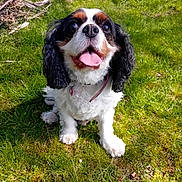 Eliot participe au concours pour gagner de l'argent avec cette photo : dog, cavalier_king_charles_spaniel, tongue_out, happy, grass, outdoor, sunlight, pet, animal, ears, fur, leash, nature, tree, pile_of_sticks, canine, mammal, cute, sitting, daytime