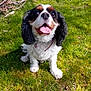 dog, cavalier_king_charles_spaniel, tongue_out, happy, grass, outdoor, sunlight, pet, animal, ears, fur, leash, nature, tree, pile_of_sticks, canine, mammal, cute, sitting, daytime