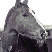 Jesy participe au concours pour gagner de l'argent avec cette photo :