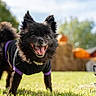 autumn, black_dog, clothing, costume, dog, fence, grass, happy, lawn, logo, long_hair, open_mouth, outdoor, pet, pointed_ears, pumpkins, puppy, small_dog, smiling, trees