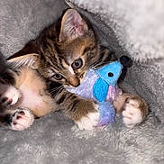 Margaret is registered to the contest to win money with this photo: kitten, tabby, cat, toy, plush_mouse, blanket, cozy, paws, fur, cute, pet, indoor, playful, animal, young, snuggled, soft, closeup, curious, resting