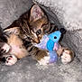 kitten, tabby, cat, toy, plush_mouse, blanket, cozy, paws, fur, cute, pet, indoor, playful, animal, young, snuggled, soft, closeup, curious, resting