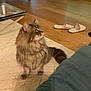 cat, fluffy_cat, indoor, living_room, rug, wooden_floor, slippers, armchair, furniture, television, cozy, pet, domestic_animal, floor, curtains, side_table, basket, relaxation, home, casual
