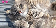 Poppy a rejoint le concours — aidez-le/la à gagner de superbes lots ! cat, fluffy, relaxed, sunlight, wooden_deck, outdoor, pet, feline, heart_emojis, cute, fur, whiskers, paw, sleepy, close_up, daylight, shadow, adorable, animal, resting