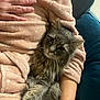 Poppy a rejoint le concours — aidez-le/la à gagner de superbes lots ! cat, gray_cat, fluffy, pet, animal, person, arm, hand, robe, pink_robe, polka_dots, couch, blue_couch, indoor, cozy, comfort, fur, whiskers, relaxing, close_up
