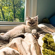Huxley is registered to the contest to win money with this photo: animal, bed, blanket, cat, cozy, cute, domestic_animal, feline, fur, home, indoor, kitten, morning, pet, relaxed, resting, sleepy, soft, sunlight, window