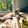 animal, bed, blanket, cat, cozy, cute, domestic_animal, feline, fur, home, indoor, kitten, morning, pet, relaxed, resting, sleepy, soft, sunlight, window