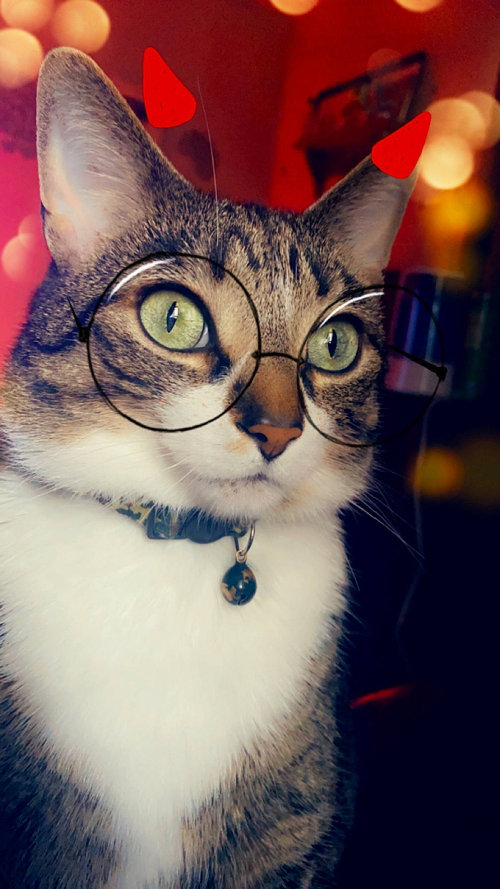Bubbas is registered to the contest to win money with this photo: carnivore, cat, domestic_short_haired_cat, eye, eyewear, felidae, fur, iris, night, paw, photo_caption, small_to_medium_sized_cats, snout, square, tail, whiskers