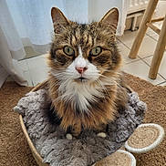 Zizou participe au concours pour gagner de l'argent avec cette photo : cat, tabby, green_eyes, furry, pet, basket, blanket, cozy, indoor, curious, looking_at_camera, floor, chair, curtain, home, whiskers, nose, ears, paws, feline