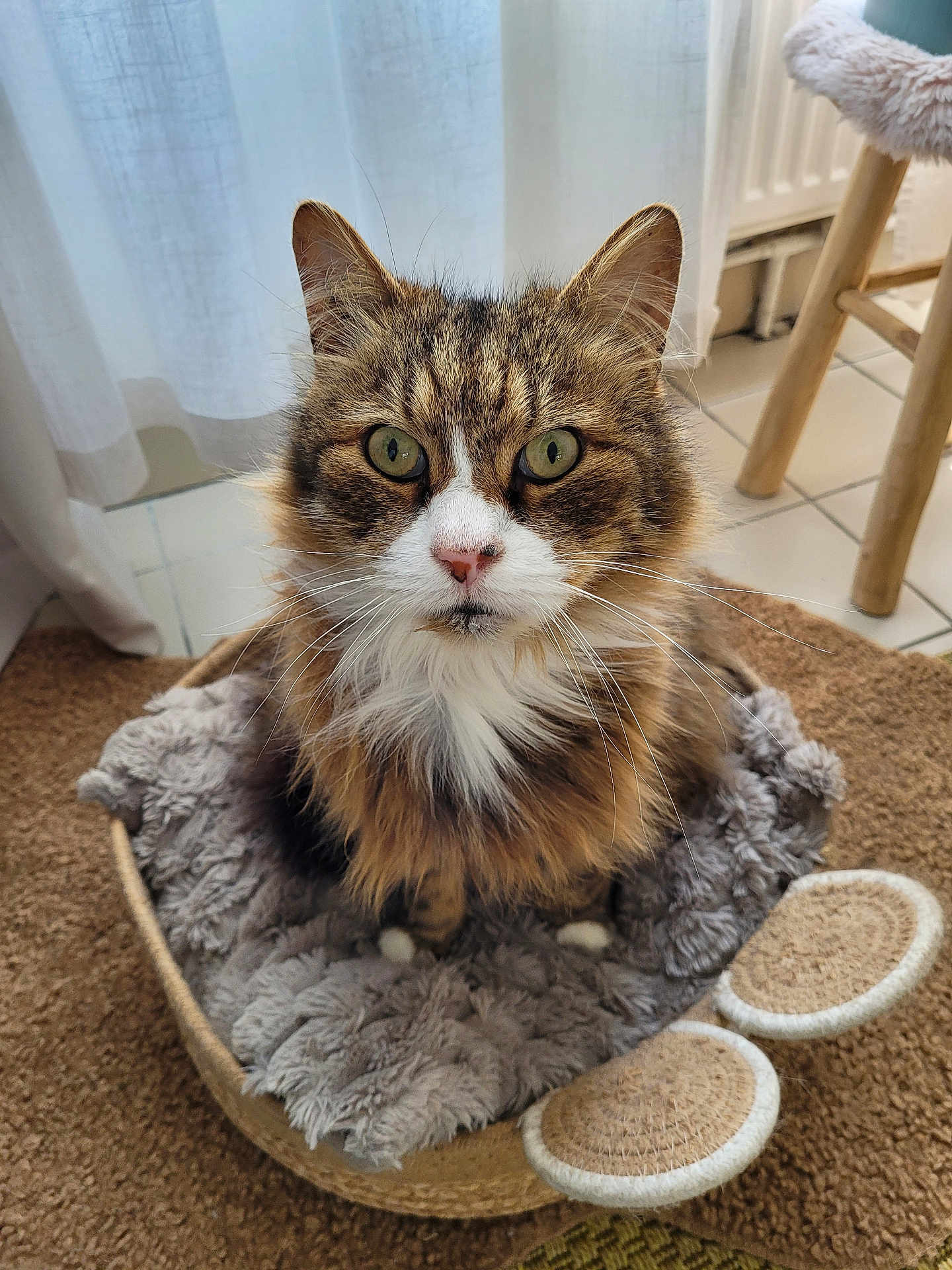 Zizou participe au concours pour gagner de l'argent avec cette photo : cat, tabby, green_eyes, furry, pet, basket, blanket, cozy, indoor, curious, looking_at_camera, floor, chair, curtain, home, whiskers, nose, ears, paws, feline